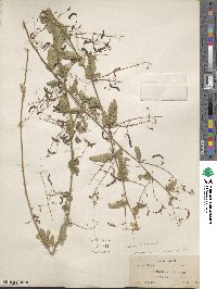 Desmodium gyroides image