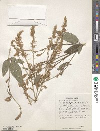 Desmodium illinoense image