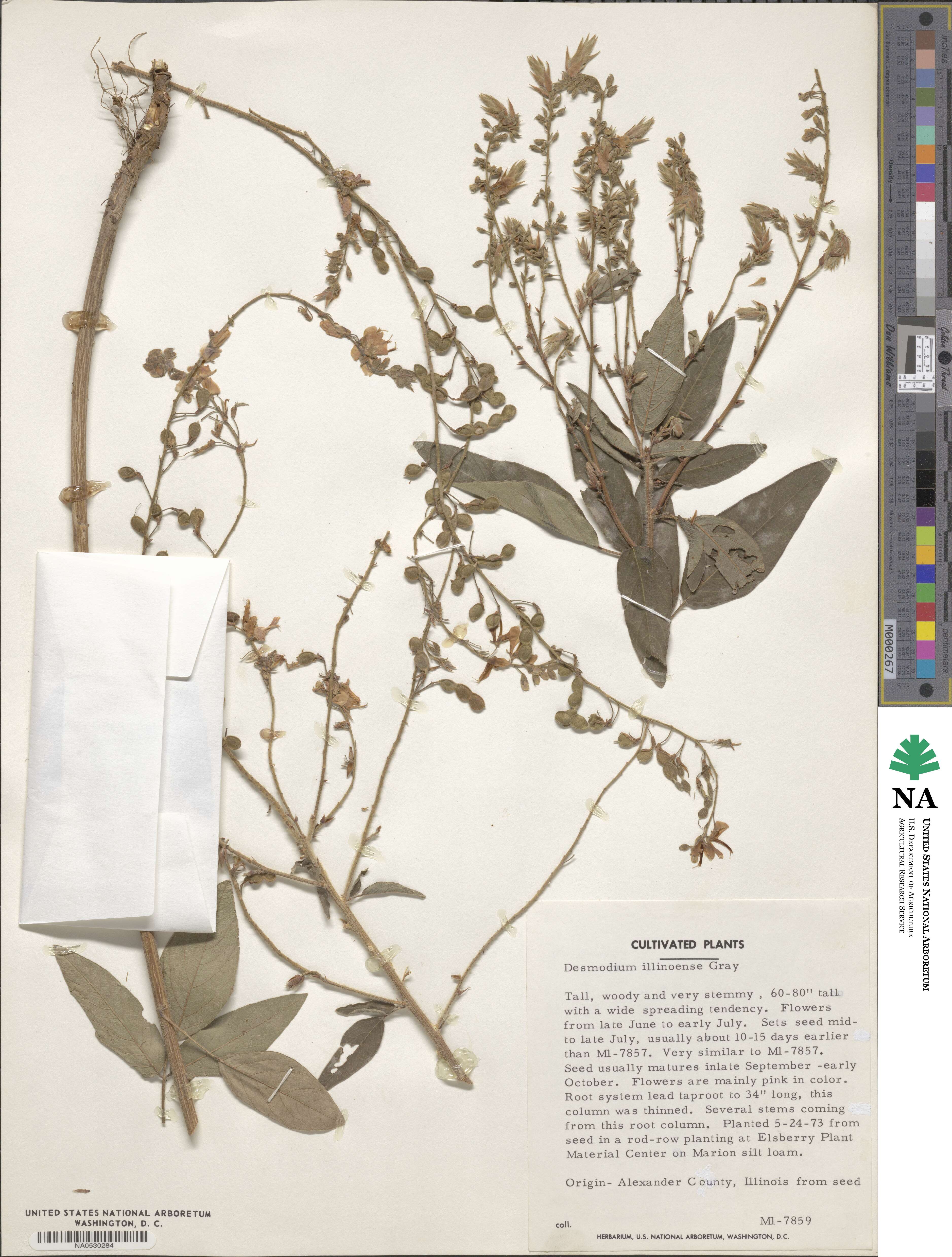 Desmodium illinoense image