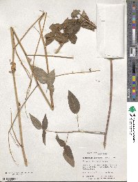 Desmodium intortum image