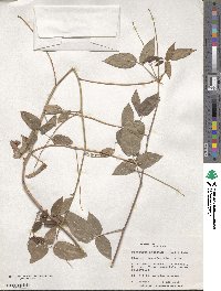 Desmodium intortum image