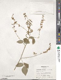 Desmodium intortum image