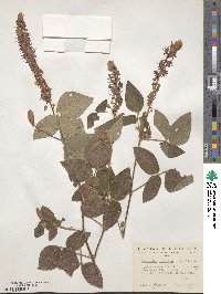 Desmodium intortum image