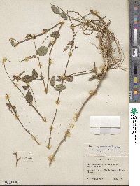 Desmodium intortum image