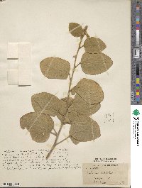 Desmodium latifolium image