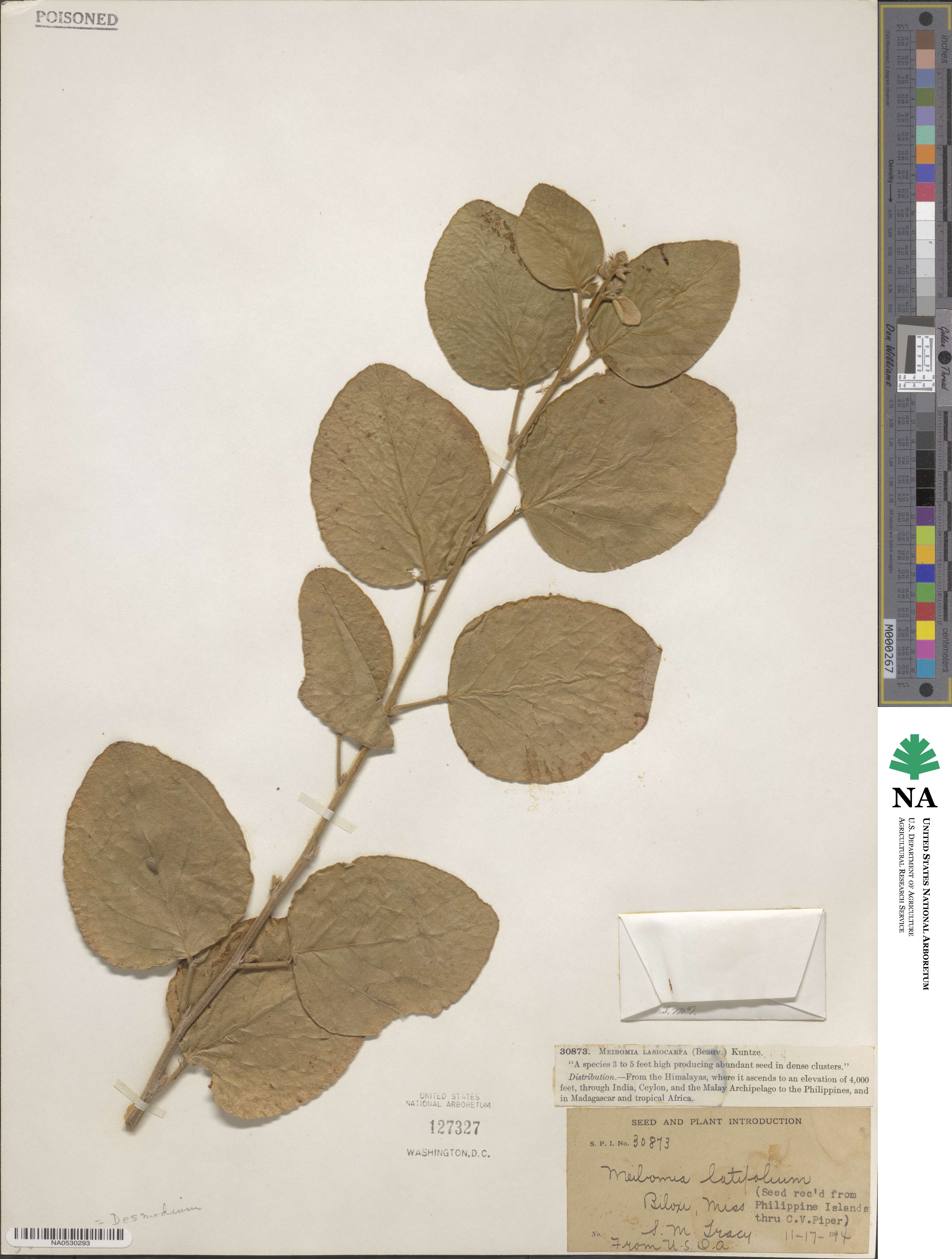 Desmodium latifolium image