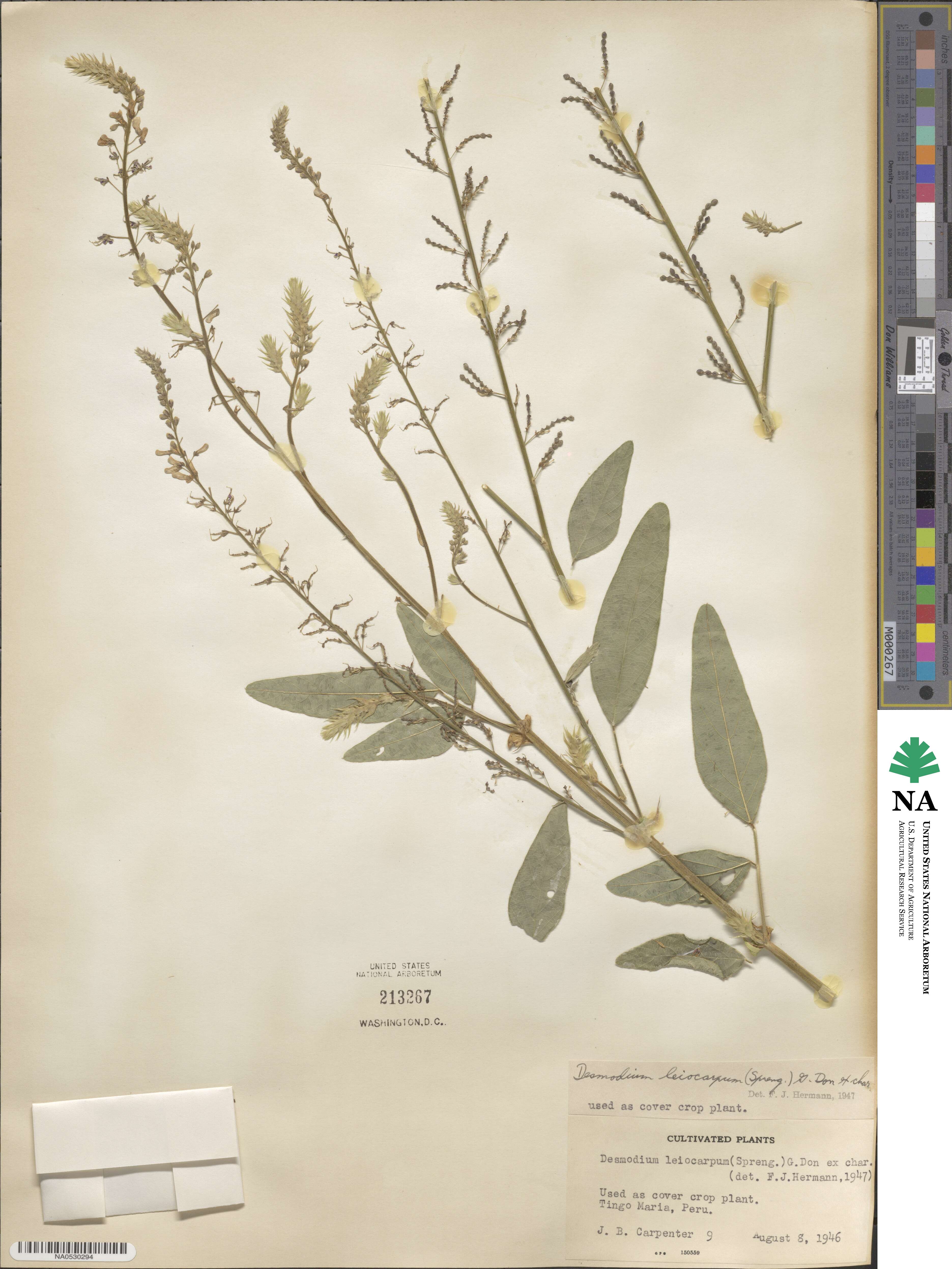 Desmodium leiocarpum image
