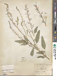 Desmodium leiocarpum image