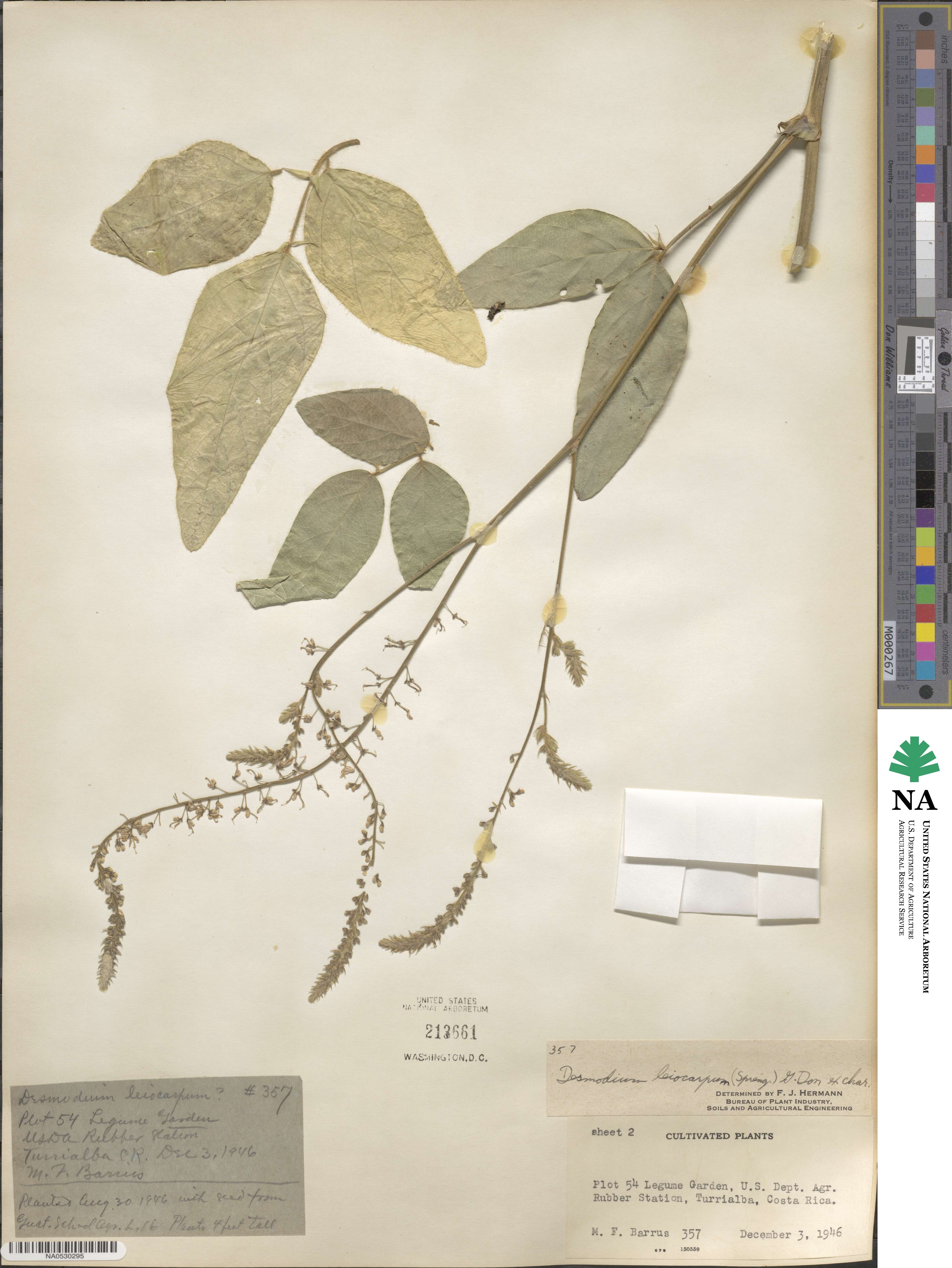 Desmodium leiocarpum image