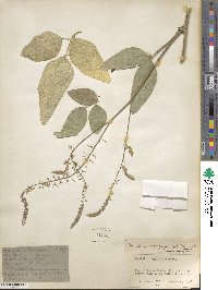 Desmodium leiocarpum image