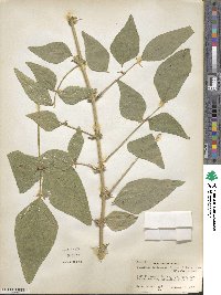 Desmodium leiocarpum image