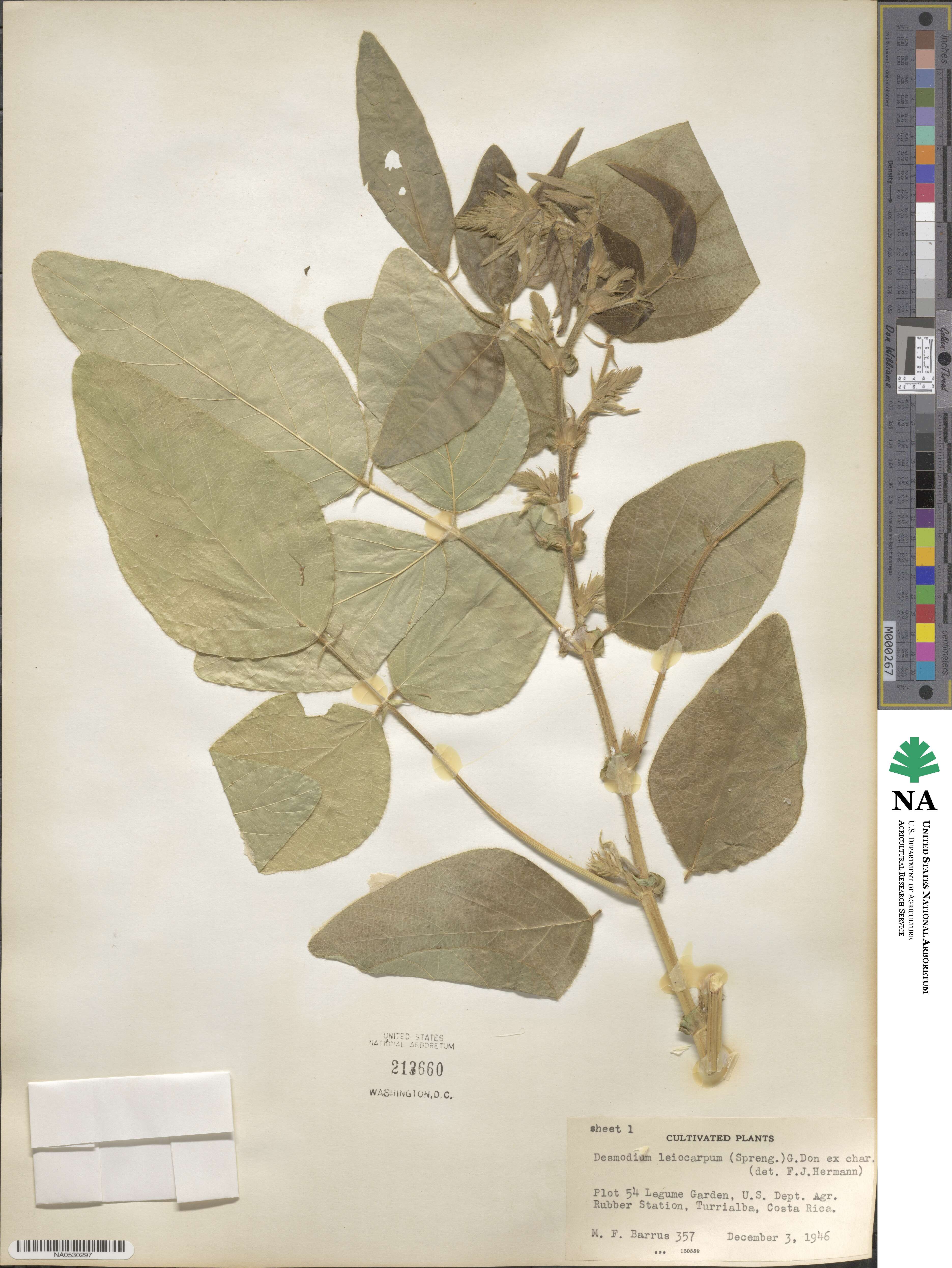 Desmodium leiocarpum image