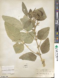 Desmodium leiocarpum image