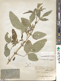 Desmodium leiocarpum image