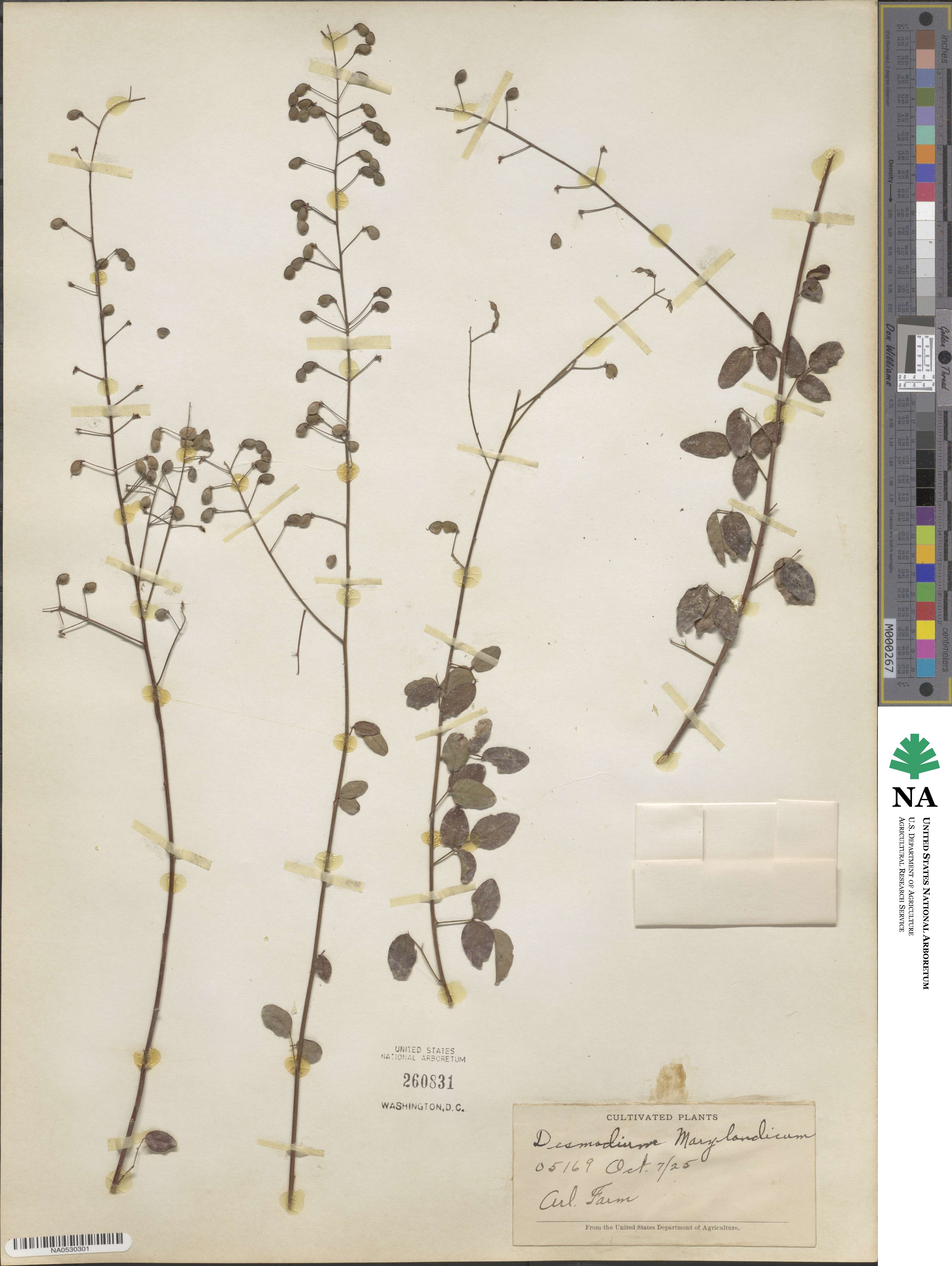 Desmodium marilandicum image