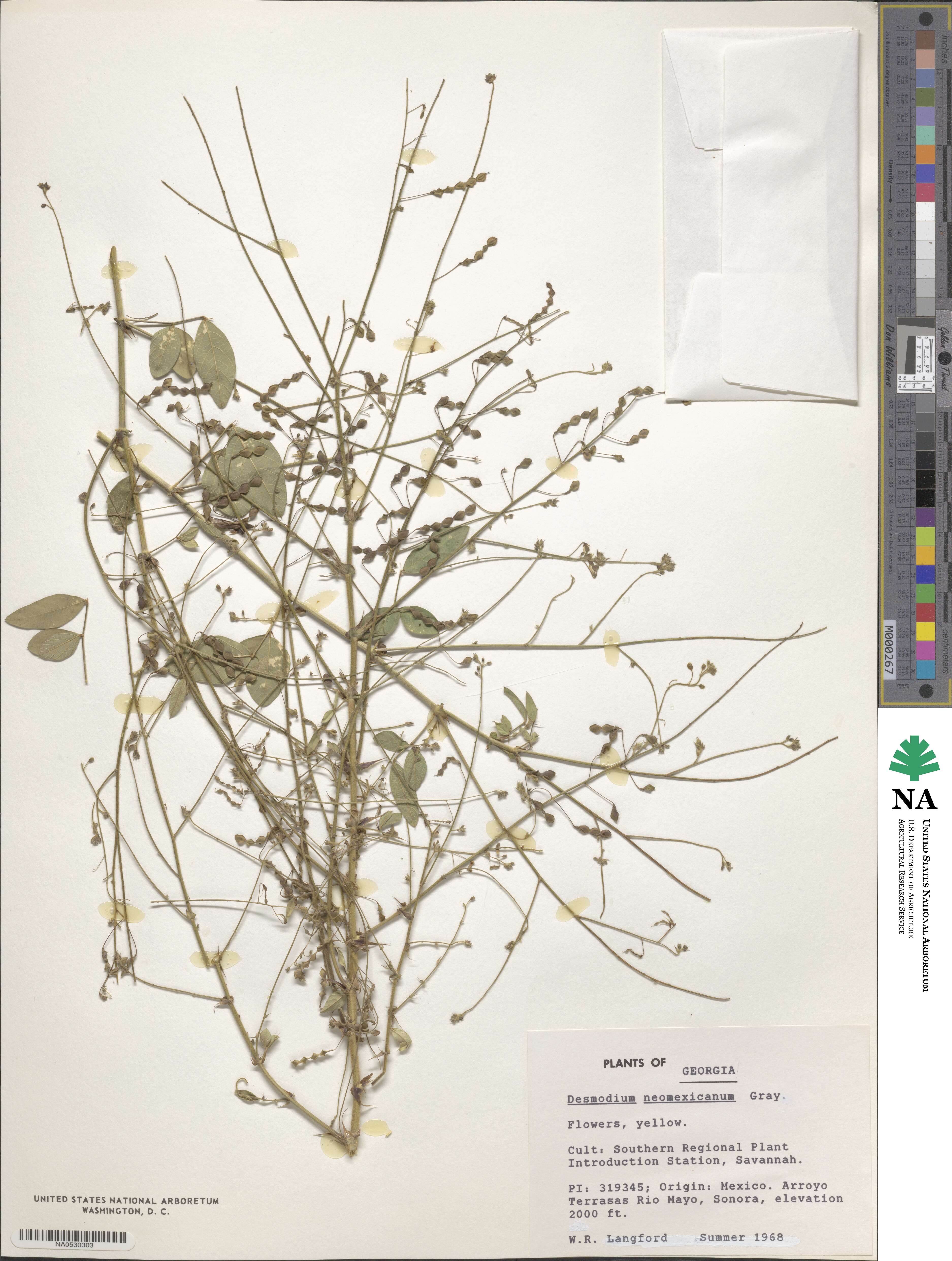 Desmodium procumbens image