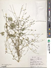 Desmodium procumbens var. neomexicanum image