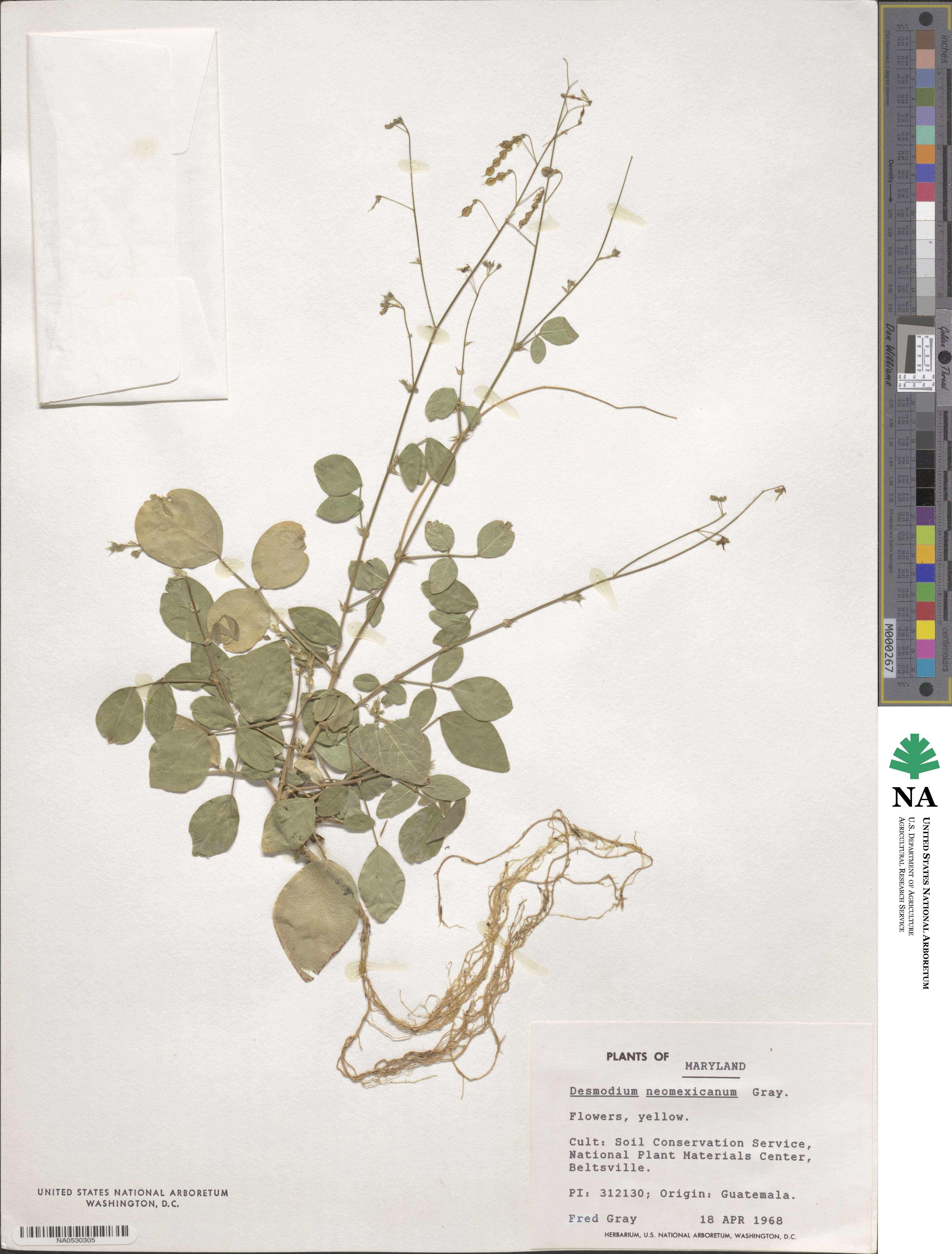 Desmodium procumbens var. neomexicanum image