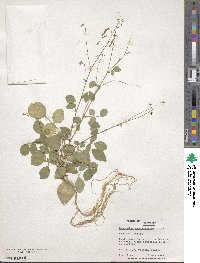 Desmodium procumbens image