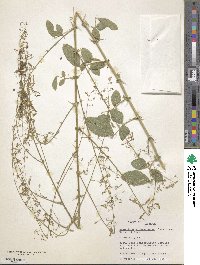 Desmodium nicaraguense image