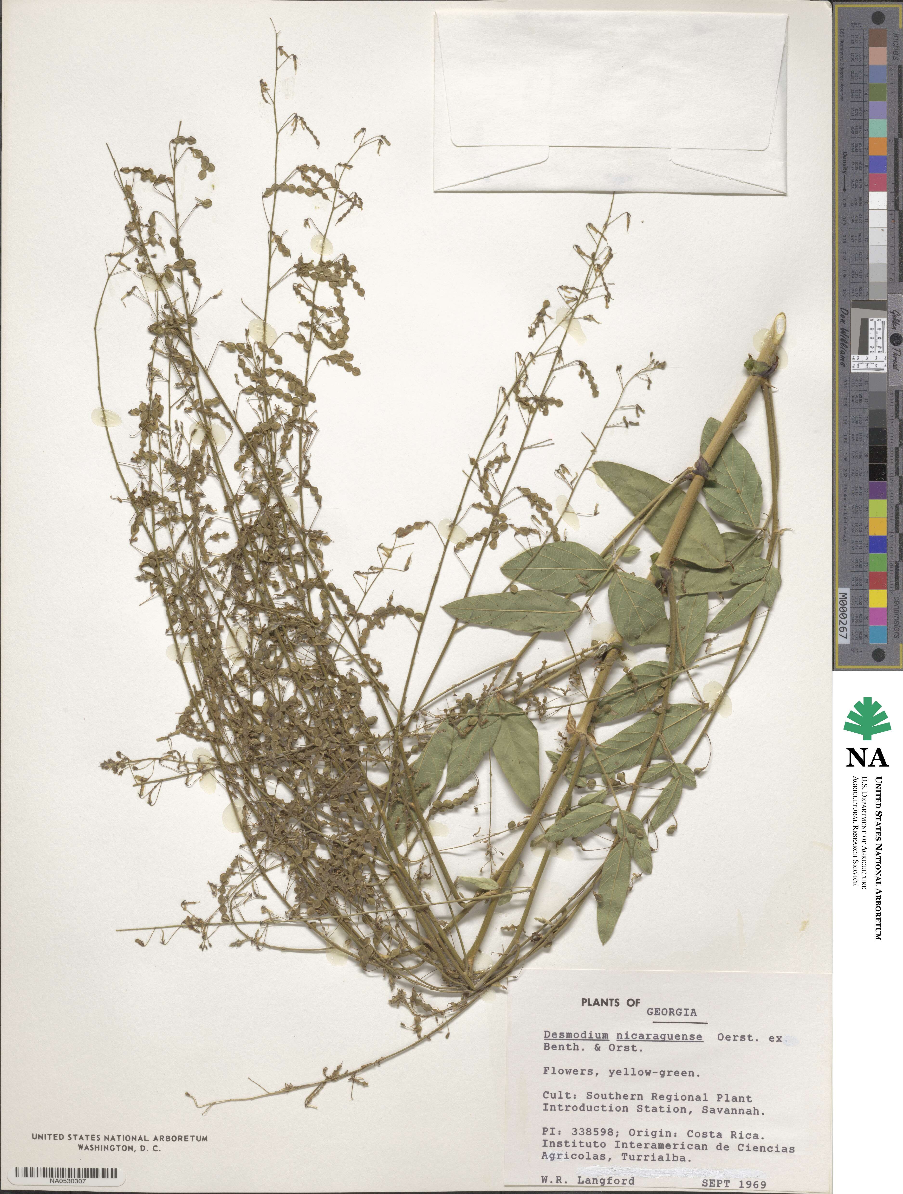 Desmodium nicaraguense image