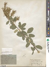 Desmodium nicaraguense image