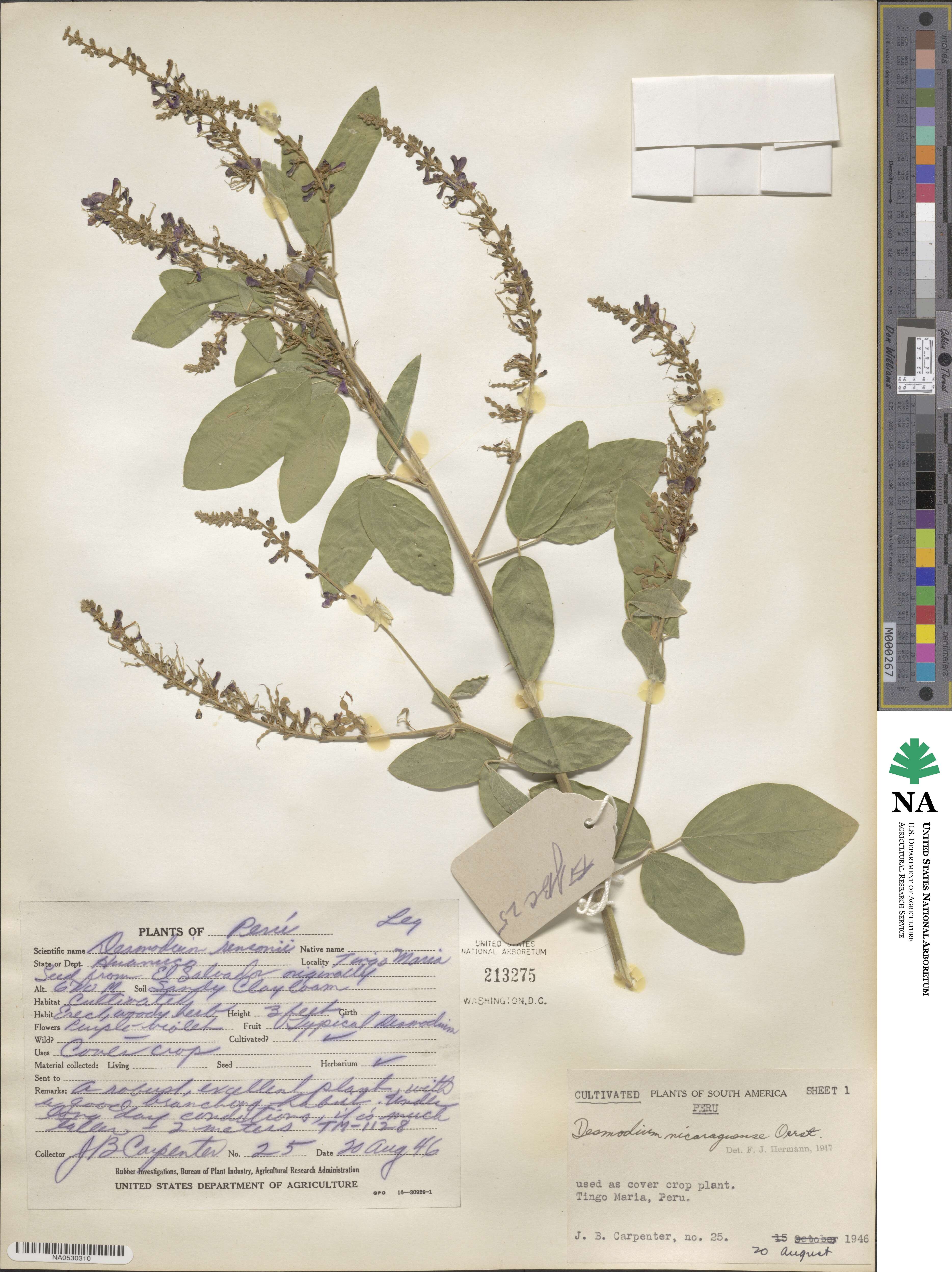 Desmodium nicaraguense image