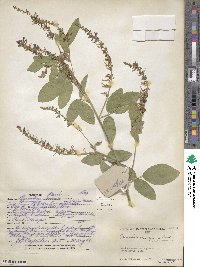 Desmodium nicaraguense image