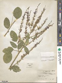 Desmodium nicaraguense image