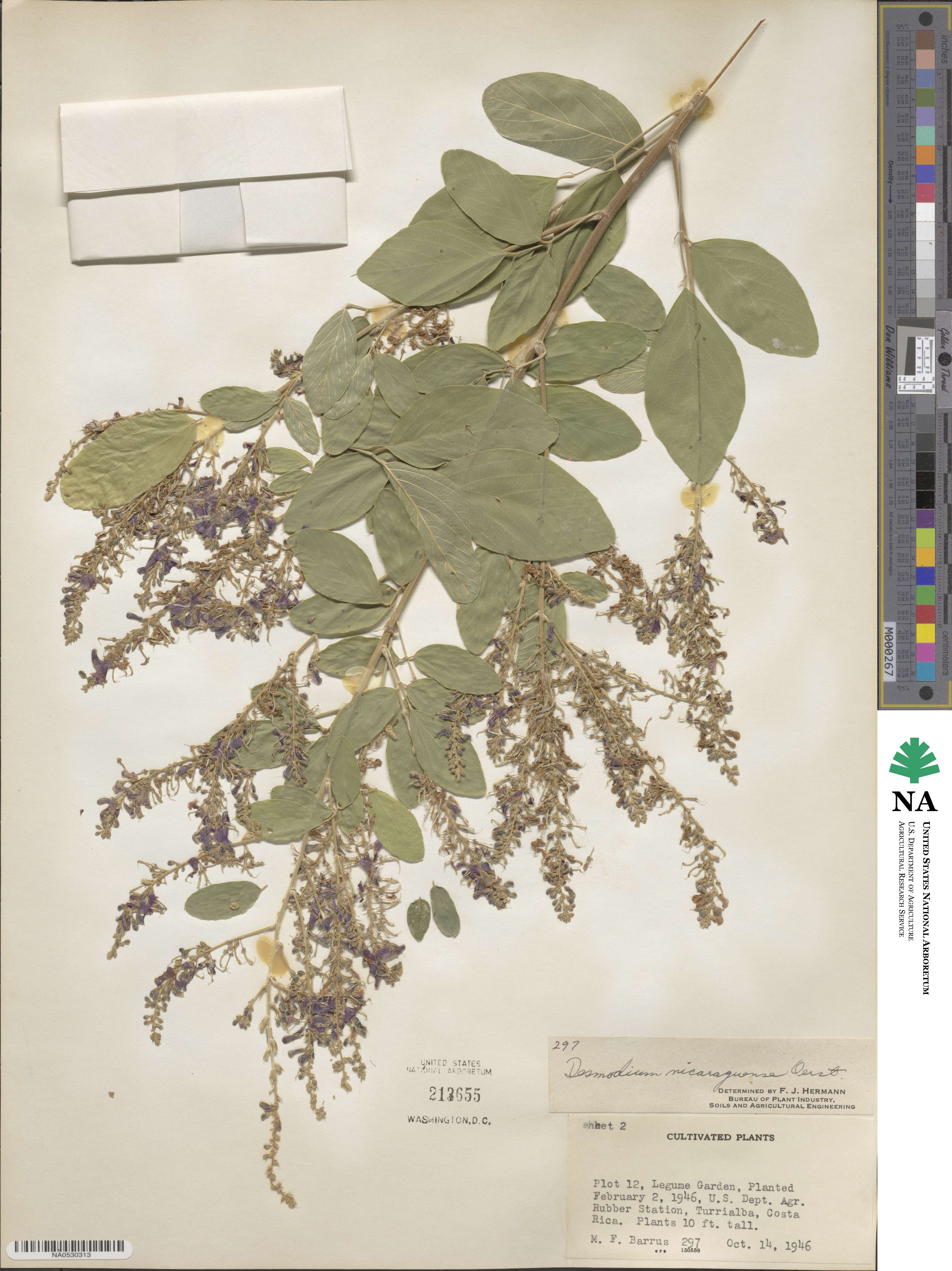 Desmodium nicaraguense image