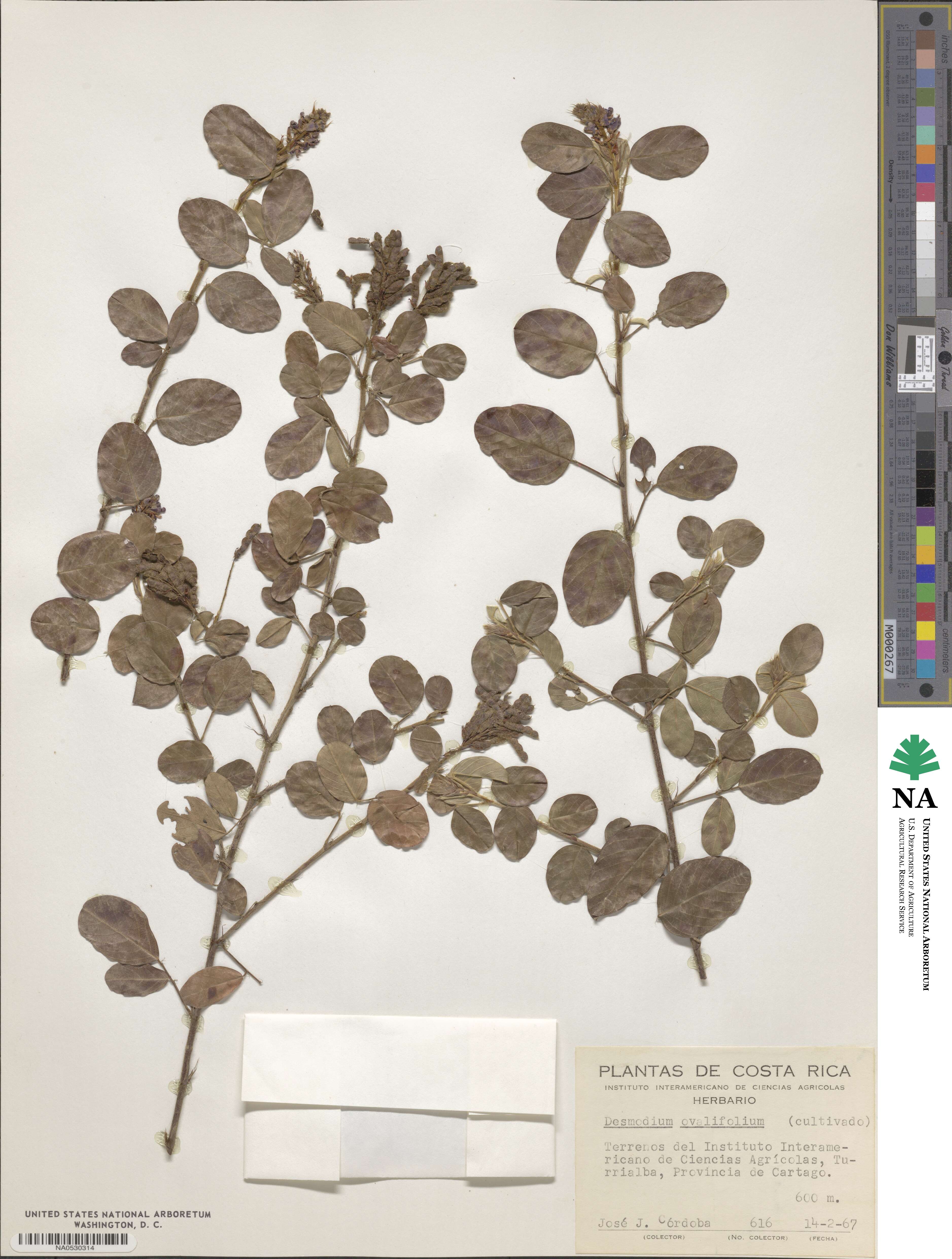 Desmodium ovalifolium image