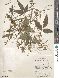 Desmodium paniculatum image