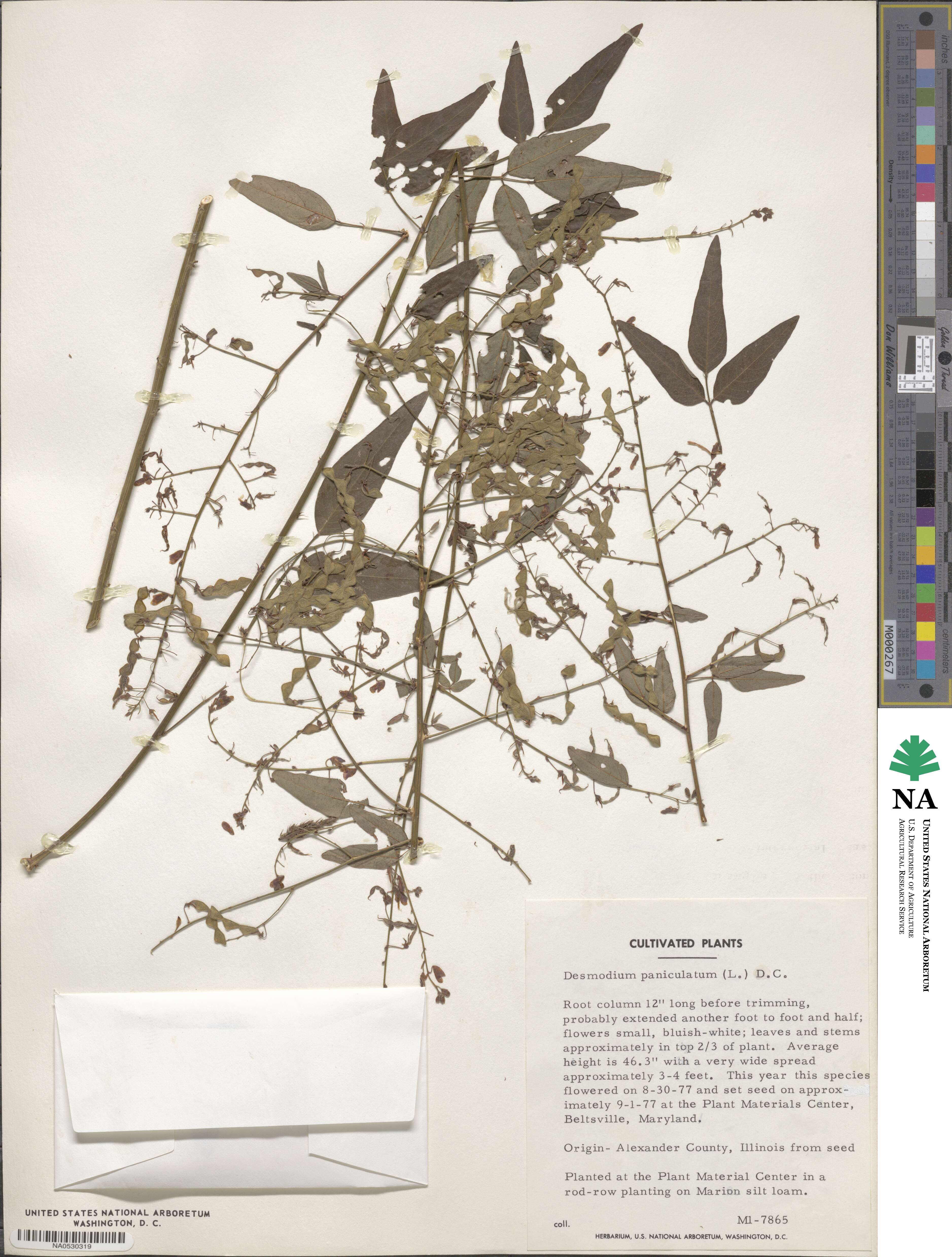 Desmodium paniculatum image