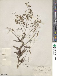 Desmodium paniculatum image