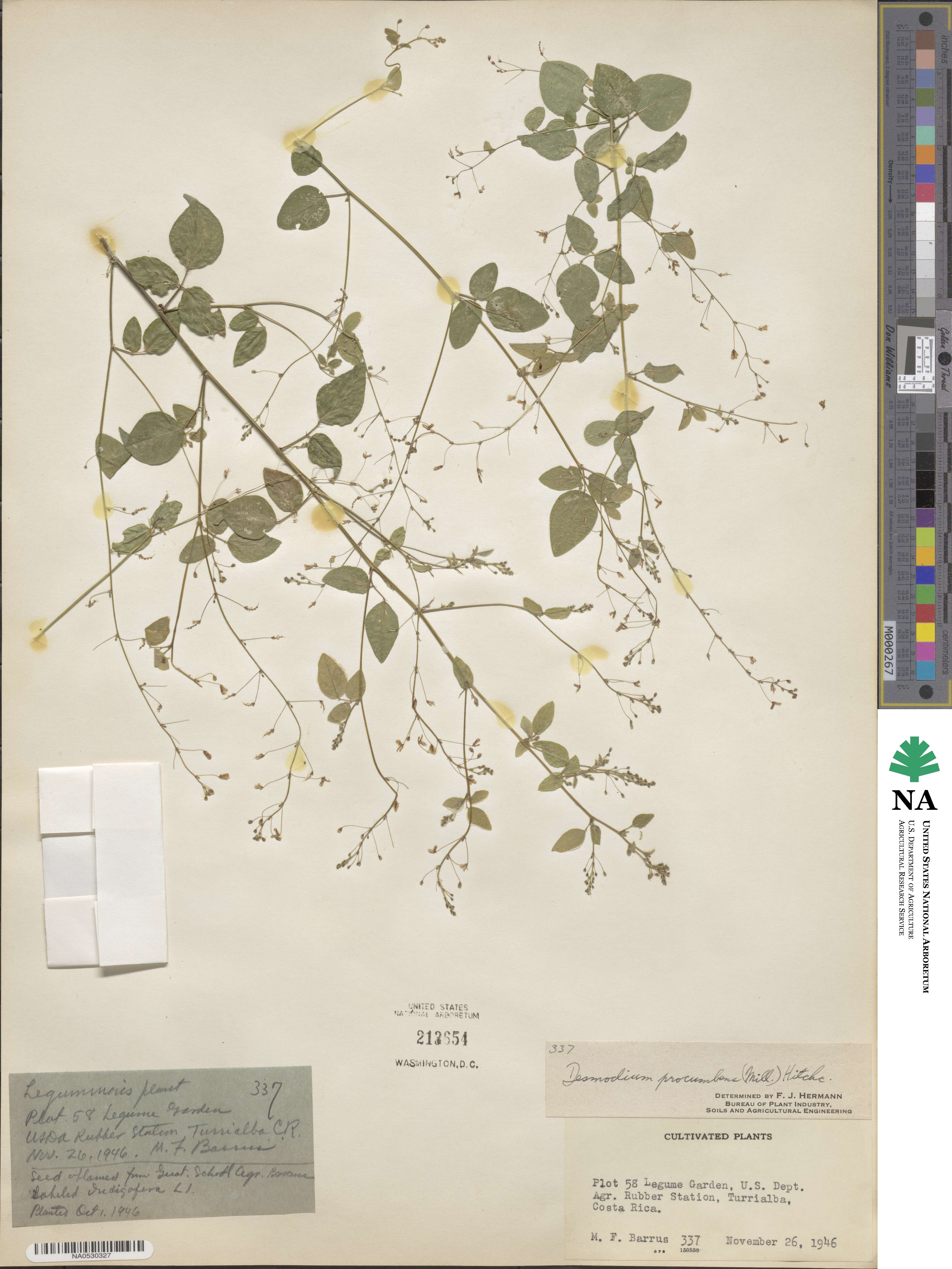 Desmodium procumbens image