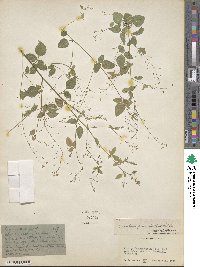 Desmodium procumbens image