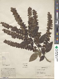 Desmodium pulchellum image