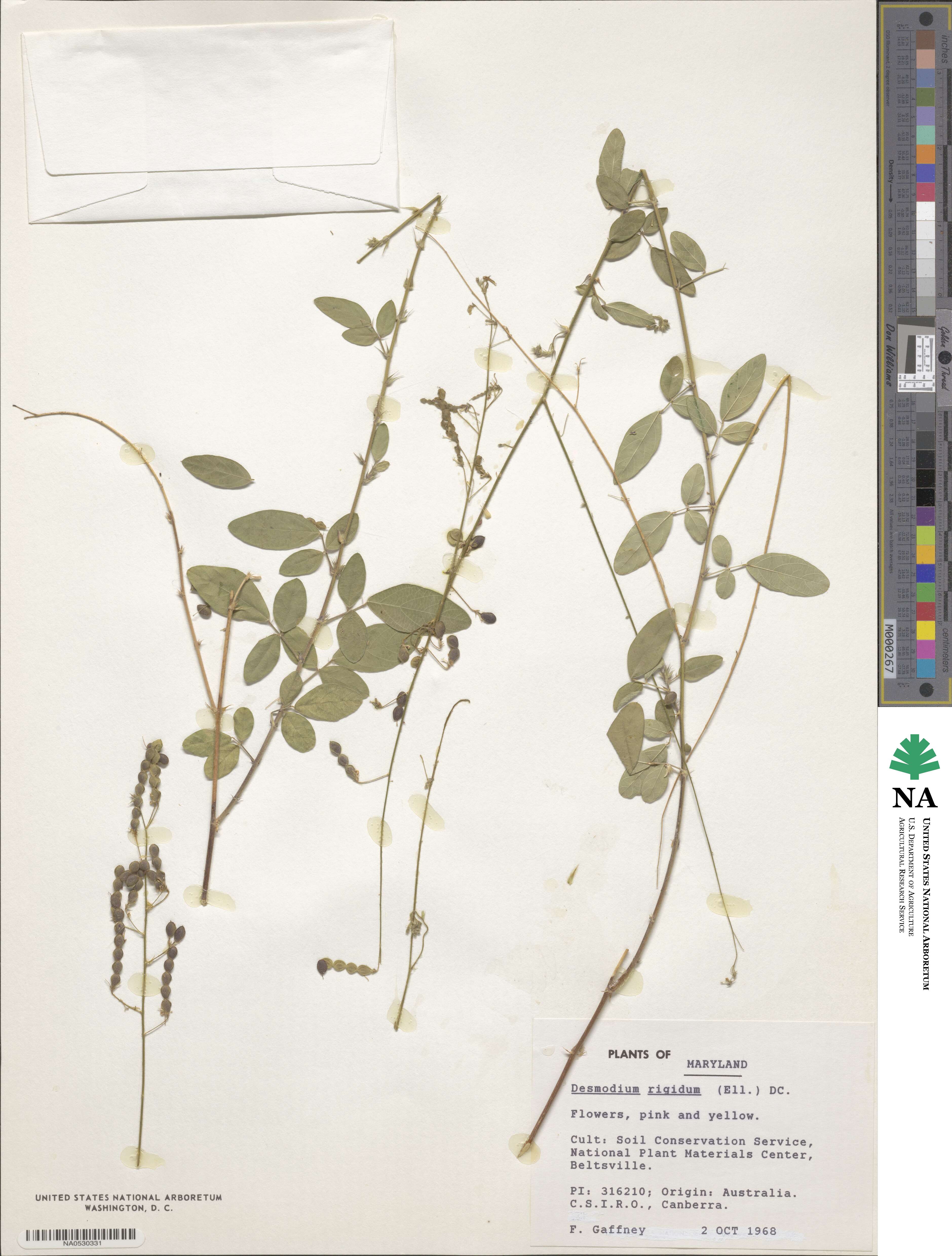Desmodium obtusum image