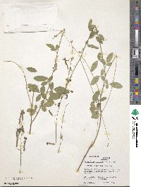 Desmodium obtusum image