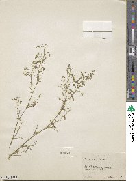 Desmodium rosei image