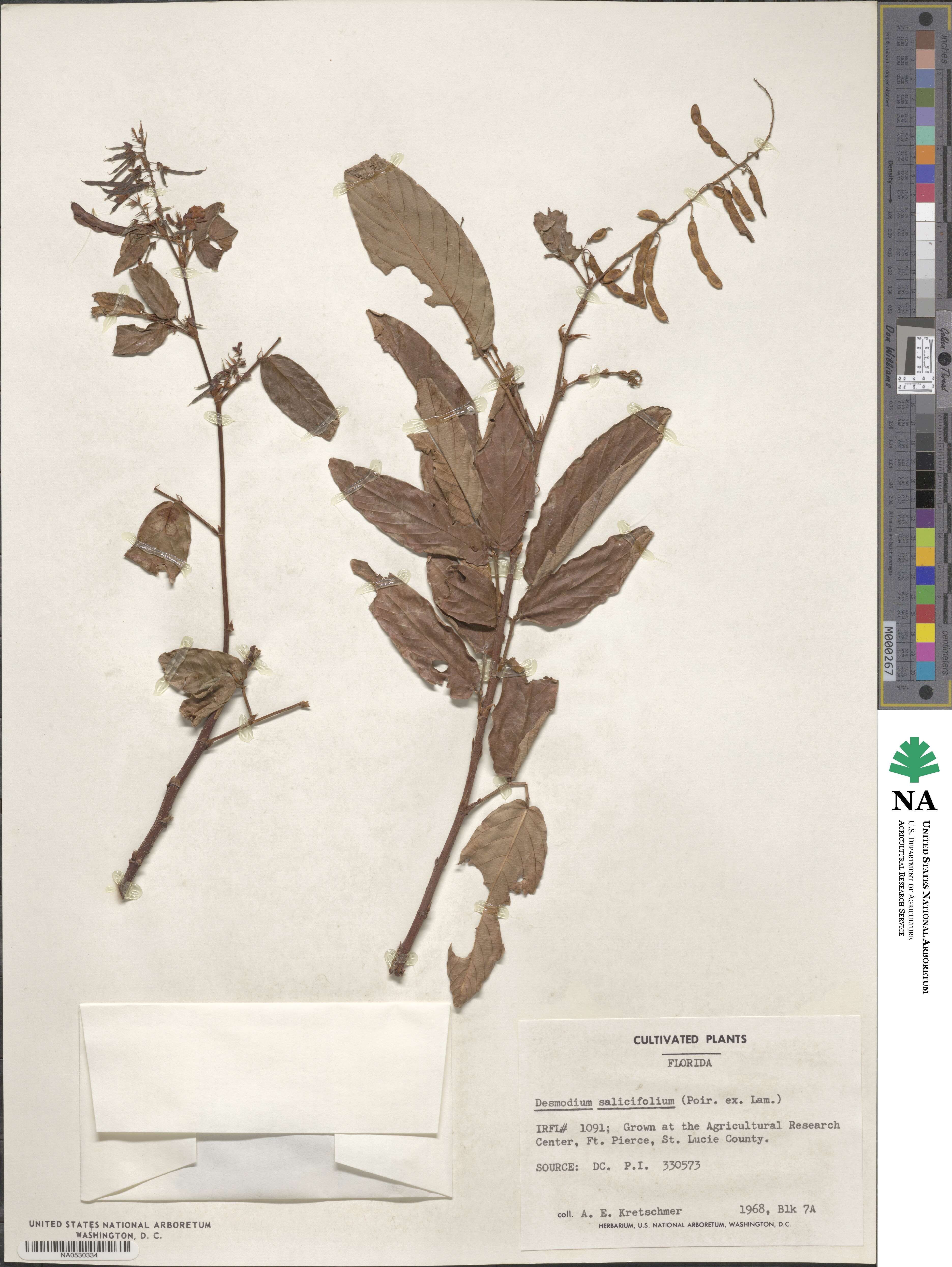 Desmodium salicifolium image