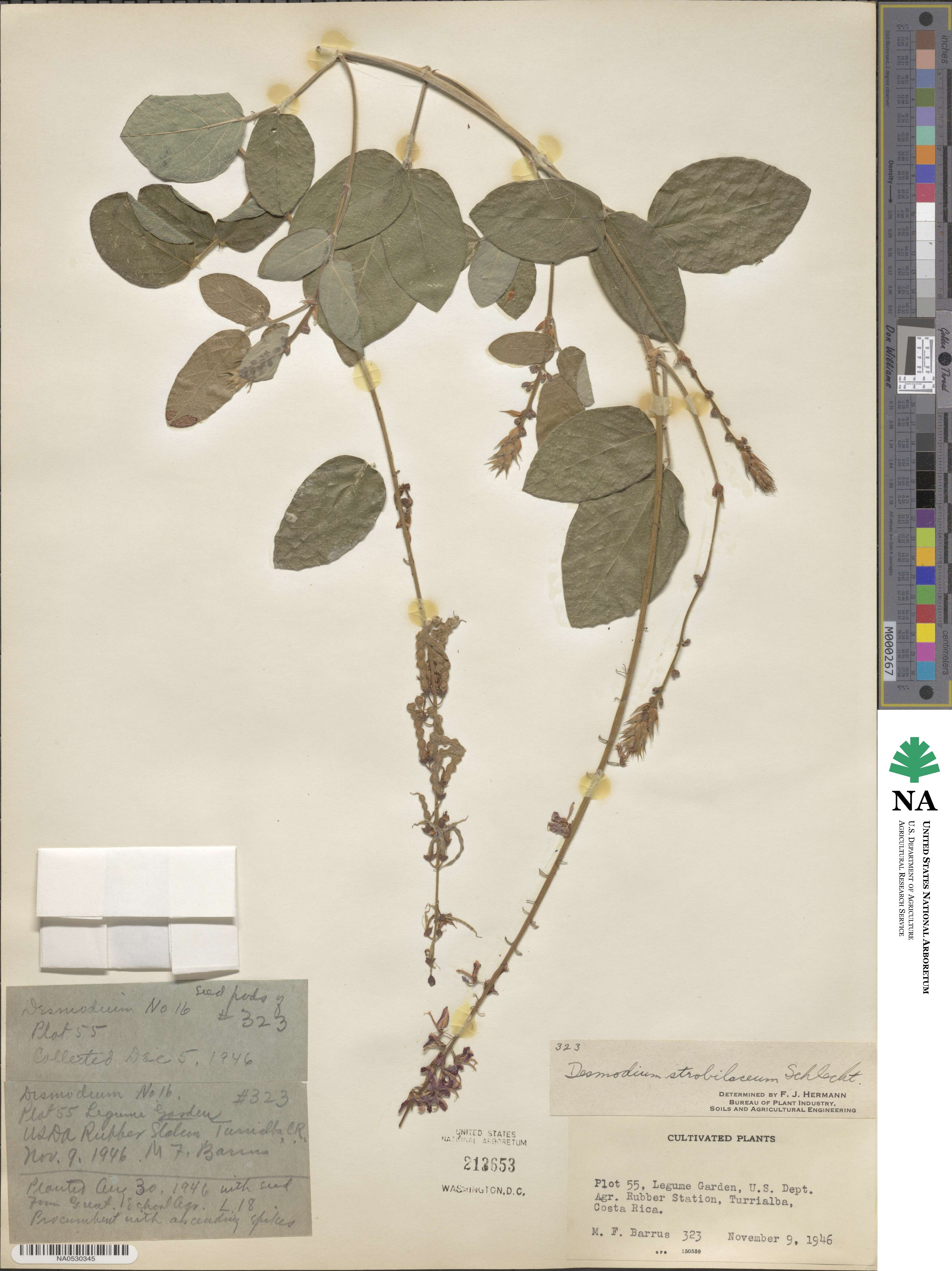 Desmodium sericophyllum var. strobilaceum image