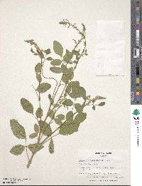 Desmodium tortuosum image