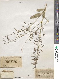 Desmodium tortuosum image