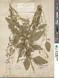 Desmodium tortuosum image