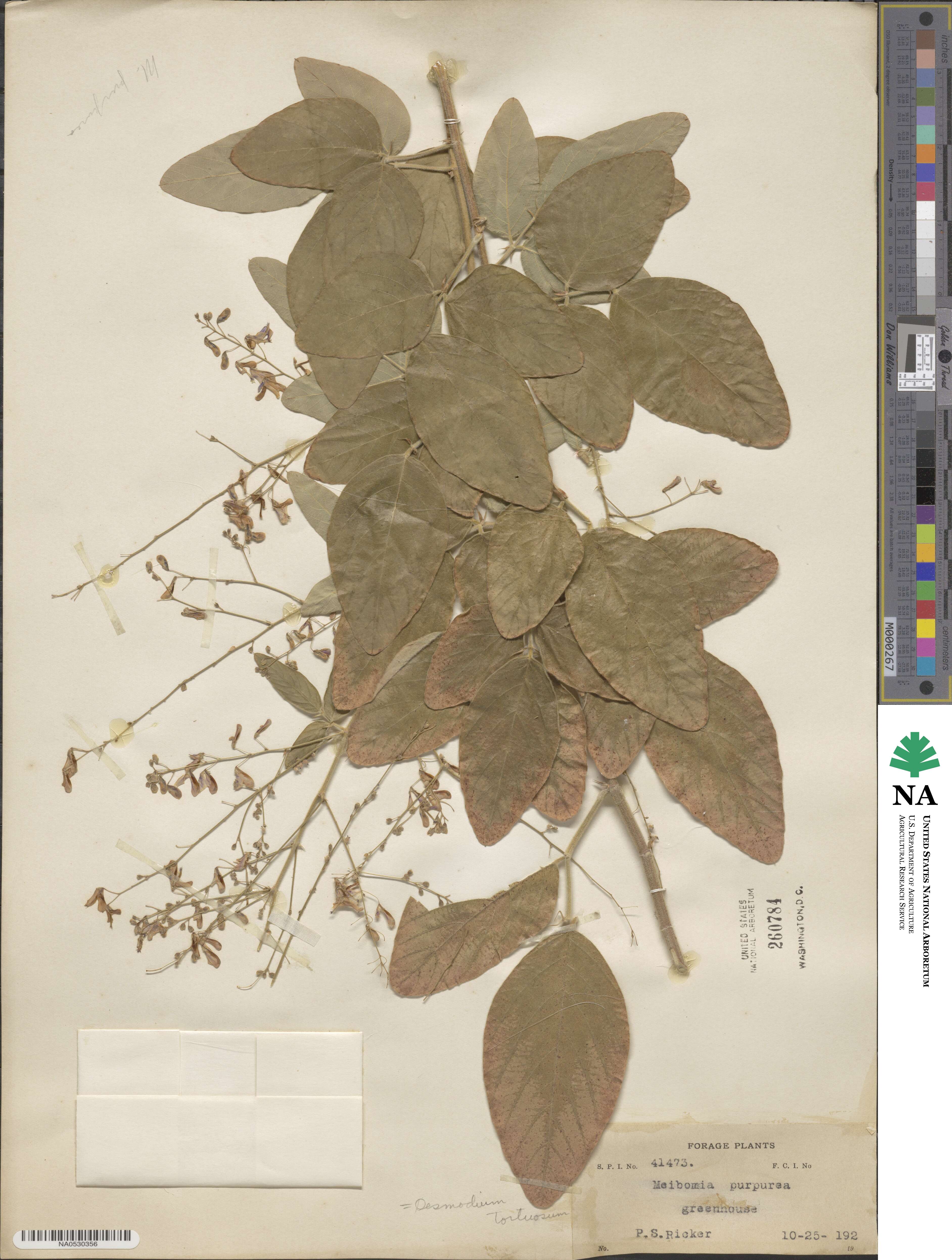 Desmodium tortuosum image