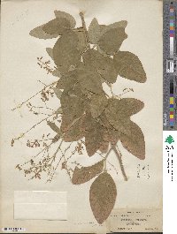 Desmodium tortuosum image