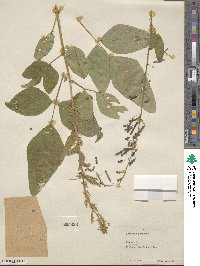 Desmodium tortuosum image