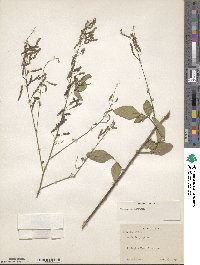 Desmodium tortuosum image