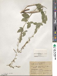 Desmodium tortuosum image